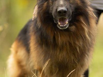 DIABLO - piękny owczarek niemiecki długowłosy do adopcji