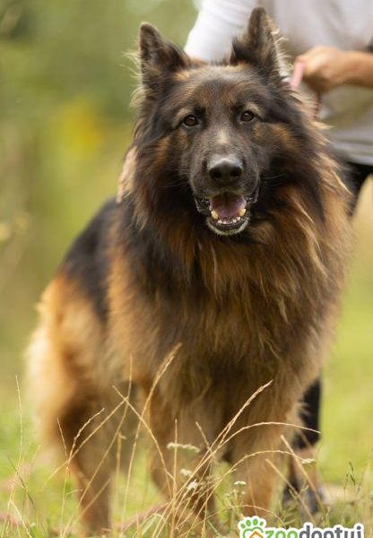 DIABLO - piękny owczarek niemiecki długowłosy do adopcji