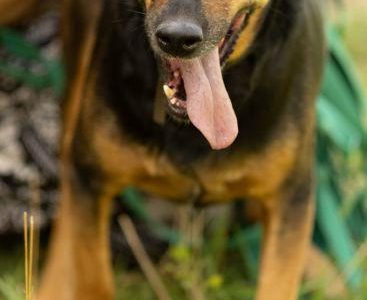 NADIR - piękny psiak w typie gończego do adopcji
