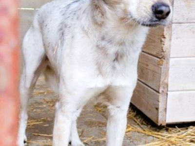 REKSIO - młody, delikatny psiak za kratami, PILNE