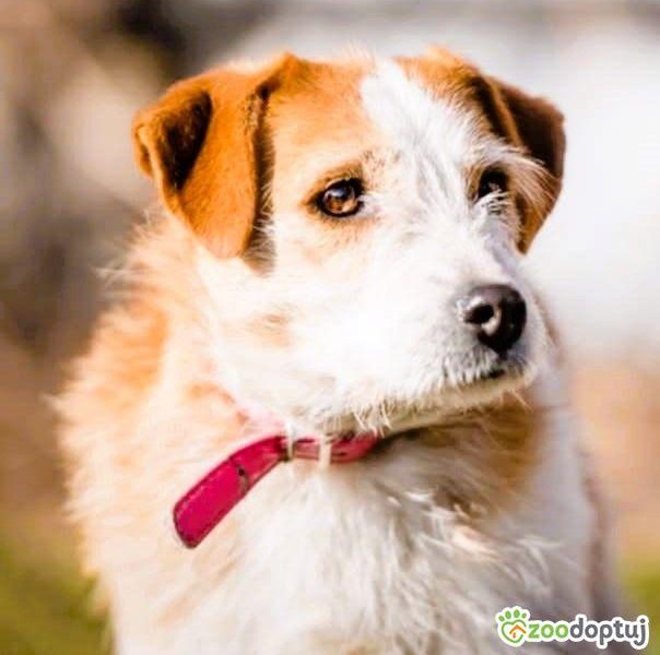 CYKUŚ - piękny terrier szuka mądrego domu