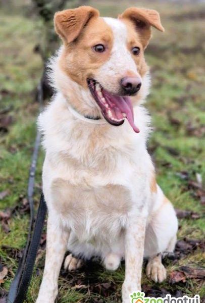 BORYSEK - psiak idealny szuka domu