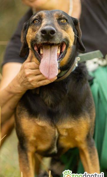 NADIR - piękny psiak w typie gończego do adopcji