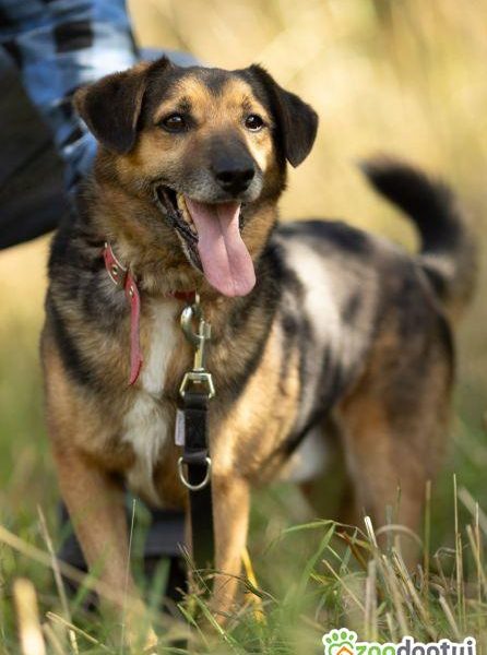 KACPEREK - kochany, wrażliwy psiak szuka domu