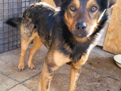 ZIUTEK - kochany psiak od roku czeka na dom