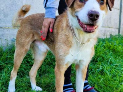 ZEFIR - piękny, niewidomy psiak za kratami, ADOPTUJ