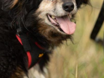 DZIADZIO - 12 lat na łańcuchu, teraz schronisko, ADOPTUJ!