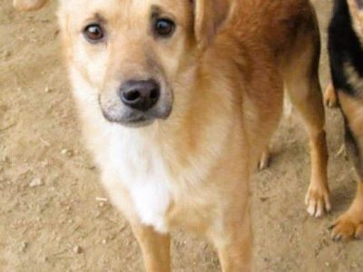 CYNAMON - piękny psiak szuka najlepszego domu