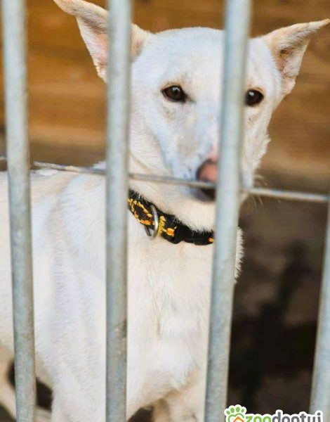 AGUŚ - piękny psiak szuka dobrego domu