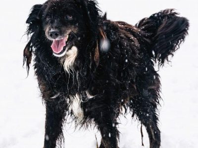 DREDZIK - czarny, zwykły, pospolity? Super psiak szuka domu