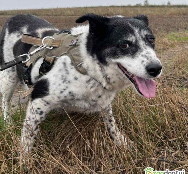 BONA - bita i poniewierana sunia prosi o dom