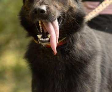 BIES - piękny psiak w typie owczarka do adopcji