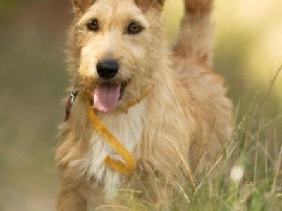 KREMUŚ - niewielki, szorstkowłosy psiak szuka super domu