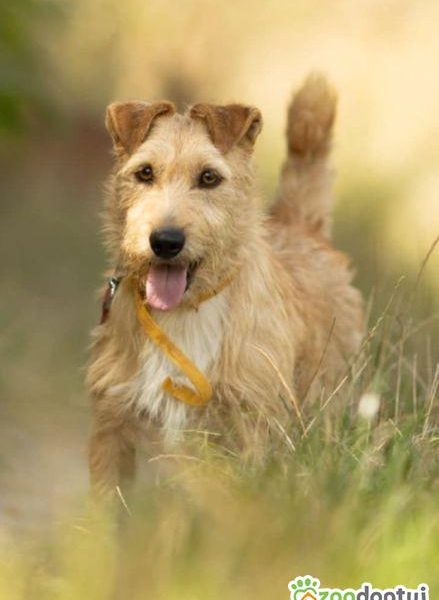 KREMUŚ - niewielki, szorstkowłosy psiak szuka super domu