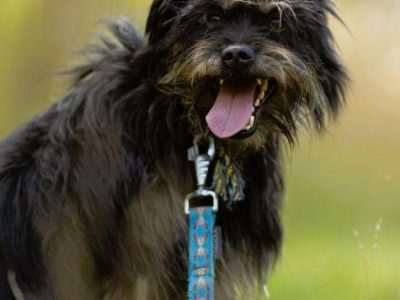 FIFI - cudny psiak w typie terriera szuka domu