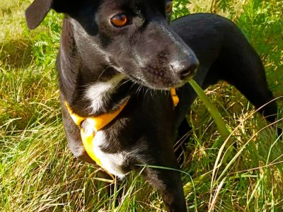 RITA - młoda, nieduża sunia szuka super domu