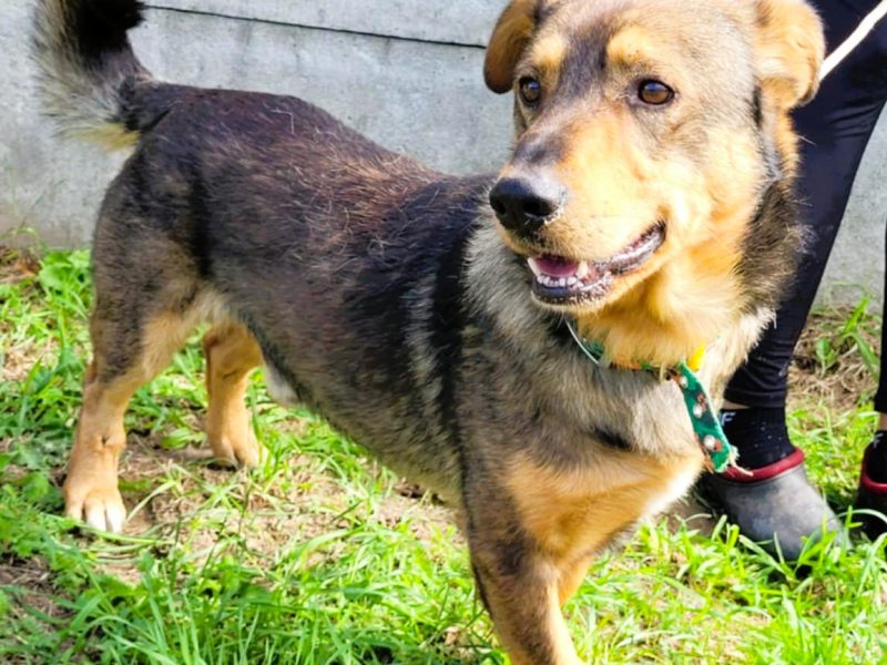 ARCZI - spokojny, nieduży psiak szuka domu