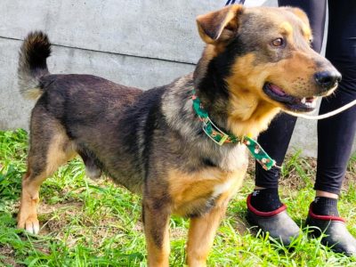 ARCZI - spokojny, nieduży psiak szuka domu