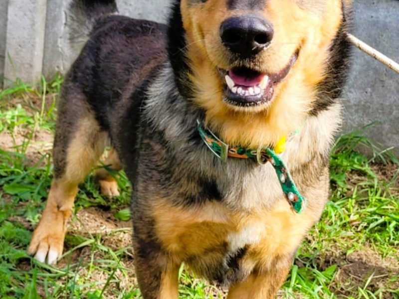 ARCZI - spokojny, nieduży psiak szuka domu