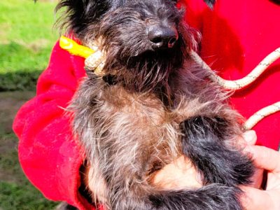 GIZMO - delikatny, wrażliwy psiak szuka super domu