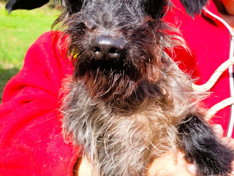 GIZMO - delikatny, wrażliwy psiak szuka super domu