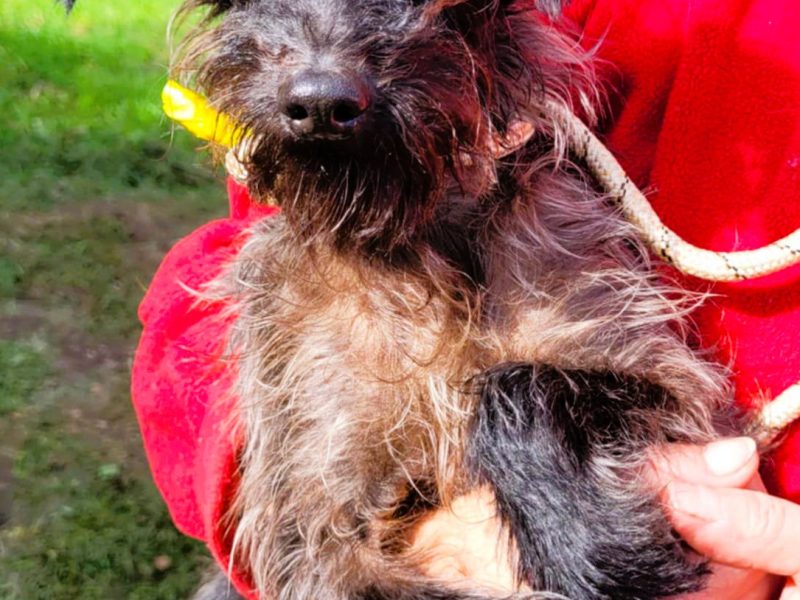 GIZMO - delikatny, wrażliwy psiak szuka super domu