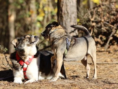 Niewielki Burek szuka domu tymczasowego!
