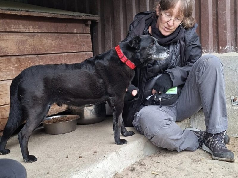 Devo i Devi, łagodne delikatne psiaki do adopcji!