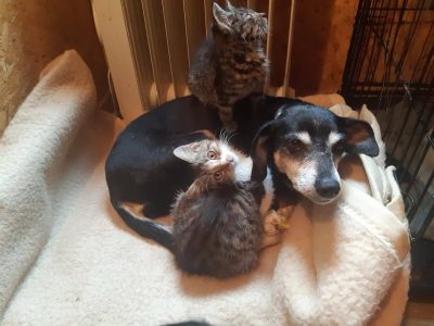 Kropka - niekonfliktowa, spokojna, zrównoważona sunia!