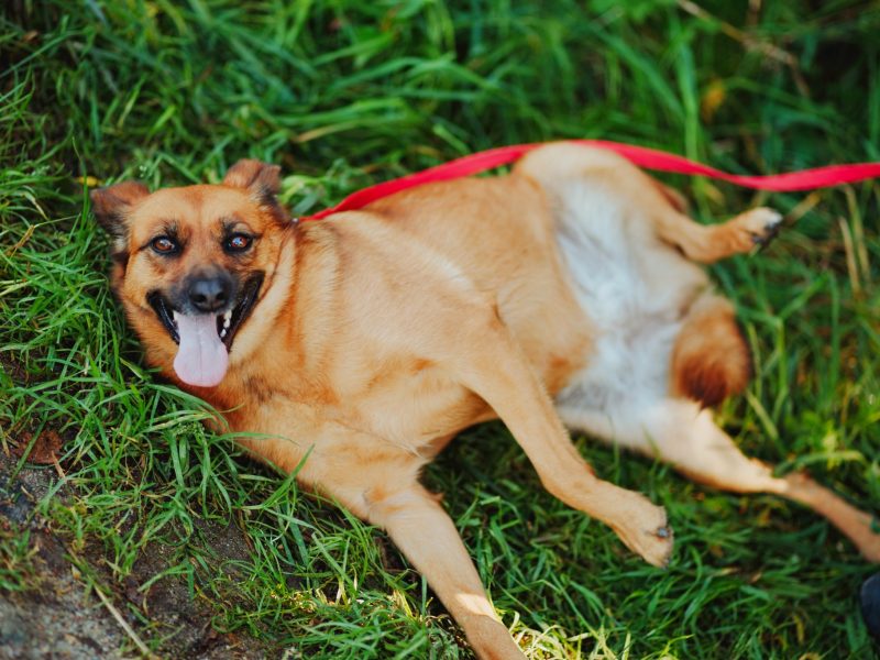 Kora - rozkoszna, delikatna sunia szuka domu!