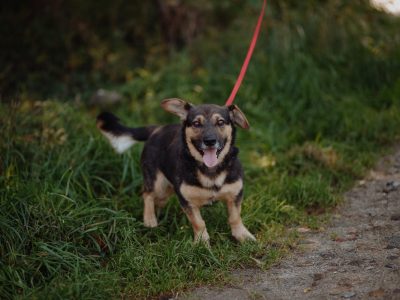 Baloo - fantastyczny niskopodłogowiec szuka domu!