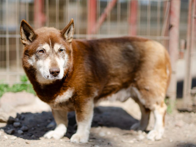 Luntek - mini husky o złotym sercu!