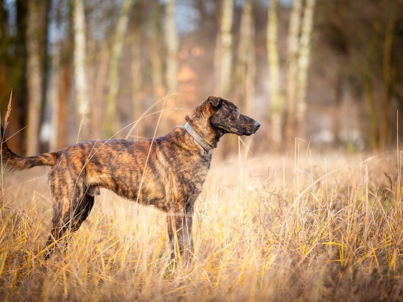 Blum - młody, wychowany z dziećmi, aktywny pręgus!