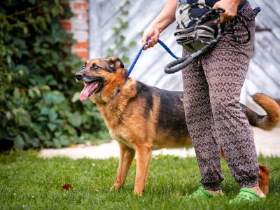 Lizak - kochany, przyjazny owczarek szuka domu!