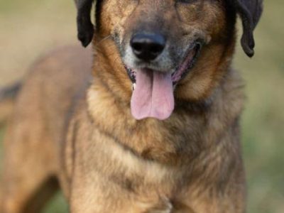 BODZIO - niezwykły, kochany psiak, którego nikt nie chce...