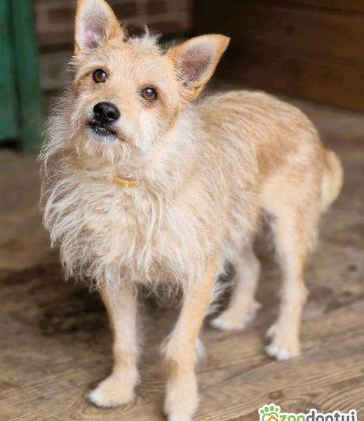 ŻELEK - super psiak, oddany jak popsuta rzecz, szuka domu