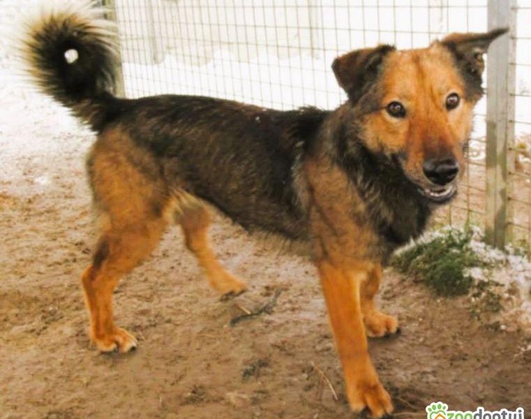 FIGO - cudowny psiak szuka najlepszego domu