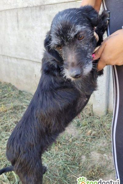 SZIRA - mini wyżełka szuka najlepszego domu