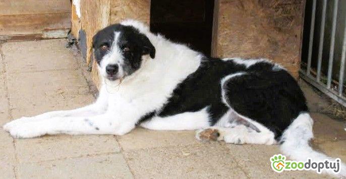 DONALD - piękny psiak w typie wyżła/wilczarza szuka domu