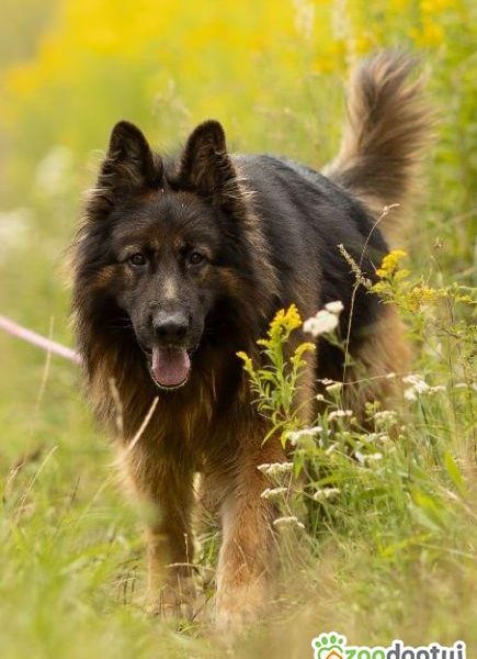 DIABLO - piękny owczarek niemiecki długowłosy do adopcji