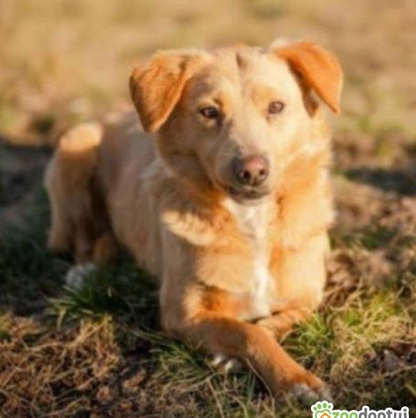 KIARA - nieduża, wrażliwa, kochana sunia, ADOPTUJ