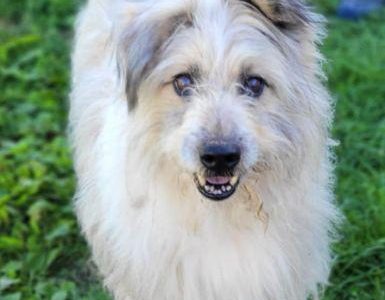 FILC - starszy, kochany psiak szuka domu