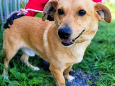 ZAJĄCZEK - cudowny psiak o świetnym charakterze, ADOPTUJ