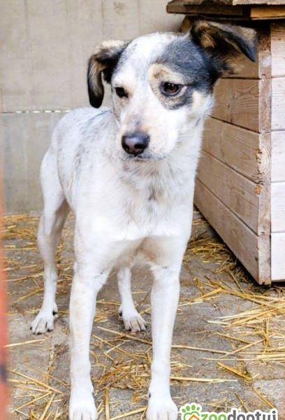 REKSIO - młody, delikatny psiak za kratami, PILNE