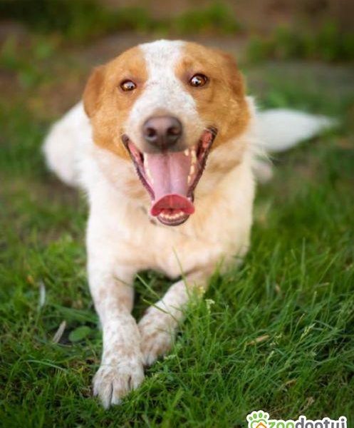 BORYSEK - psiak idealny szuka domu