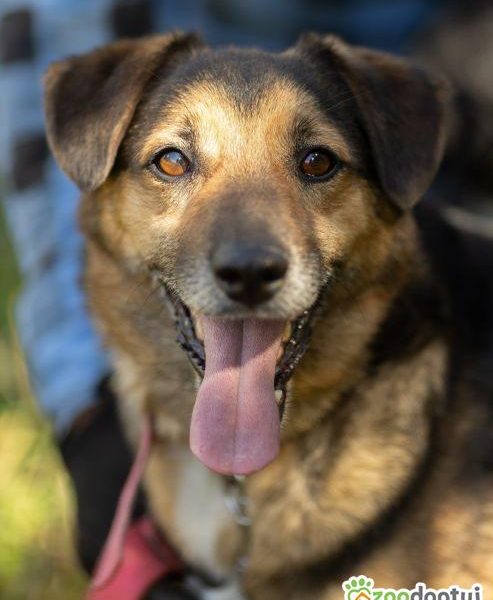 KACPEREK - kochany, wrażliwy psiak szuka domu