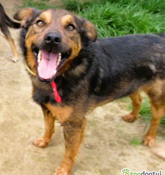 ZIUTEK - kochany psiak od roku czeka na dom