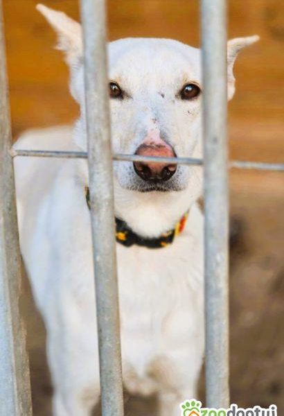 AGUŚ - piękny psiak szuka dobrego domu