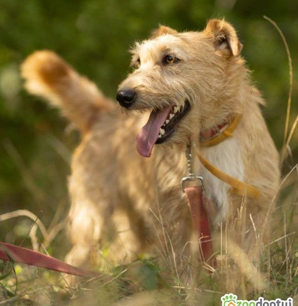 KREMUŚ - niewielki, szorstkowłosy psiak szuka super domu