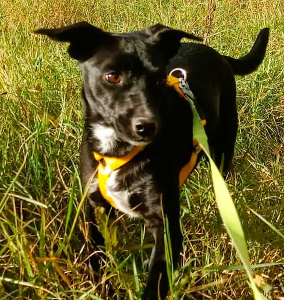 RITA - młoda, nieduża sunia szuka super domu